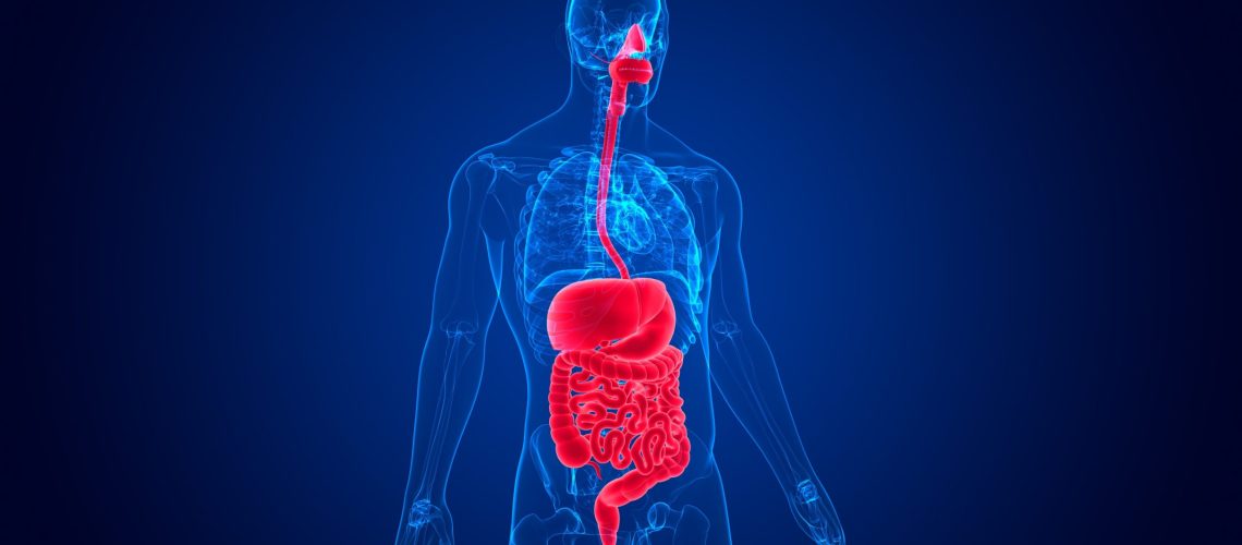 3D Illustration Human Digestive System Anatomy For Medical Concept