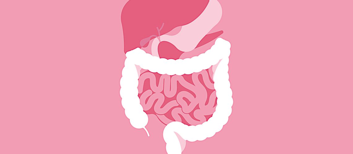 Human Digestive System. The stomach, liver, spleen, gallbladder,
