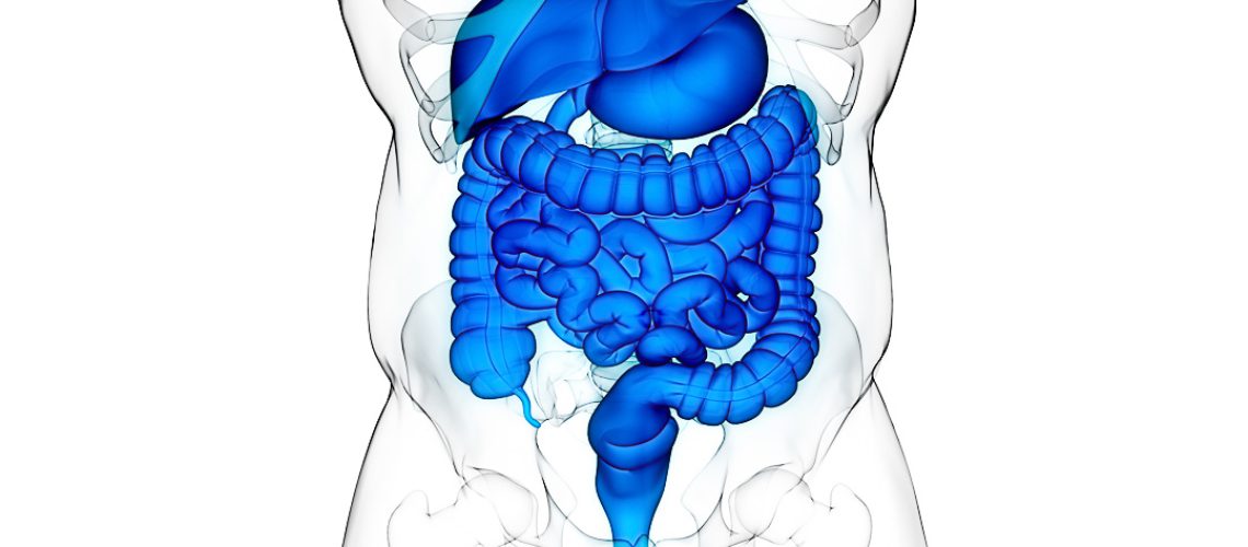 Human Digestive System Anatomy