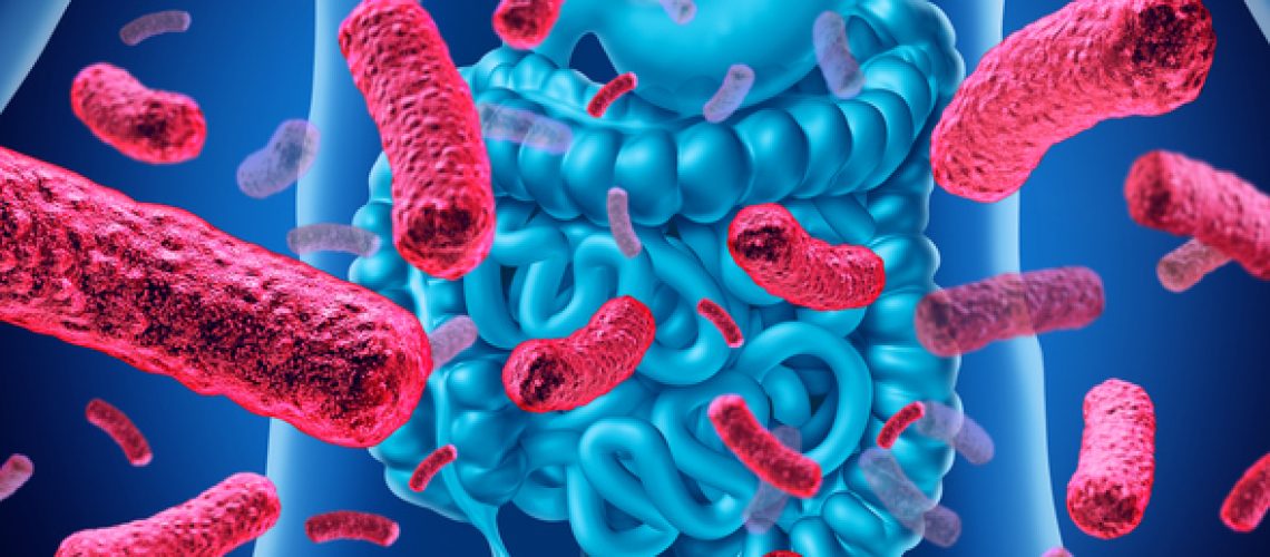 Intestine bacteria and gut flora or intestinal bacterium medical anatomy concept as a 3D illustration.